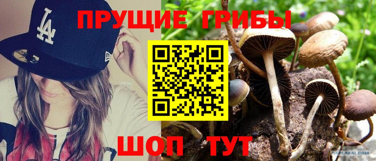 Псилоцибиновые грибы Cubensis Камышин